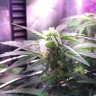Семена конопли Auto Himalaya Blue Diesel feminised Ganja Seeds
