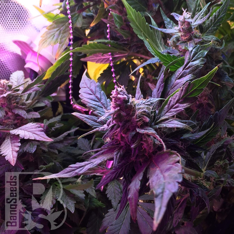 Семена марихуаны  Auto Himalaya Blue Diesel feminised Ganja Seeds