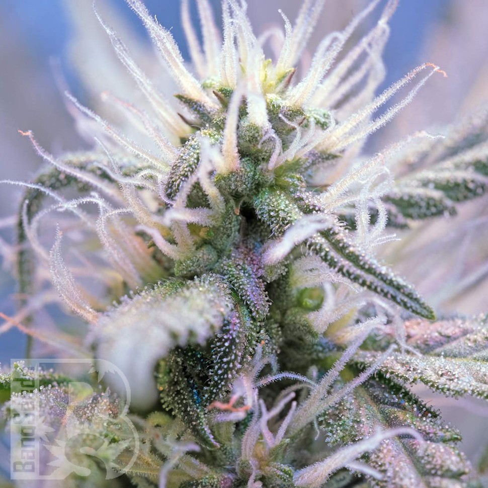 Качественные семена конопли Auto Himalaya Blue Diesel feminised Ganja Seeds