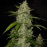 Семена марихуаны  Auto Himalaya Blue Diesel feminised Ganja Seeds