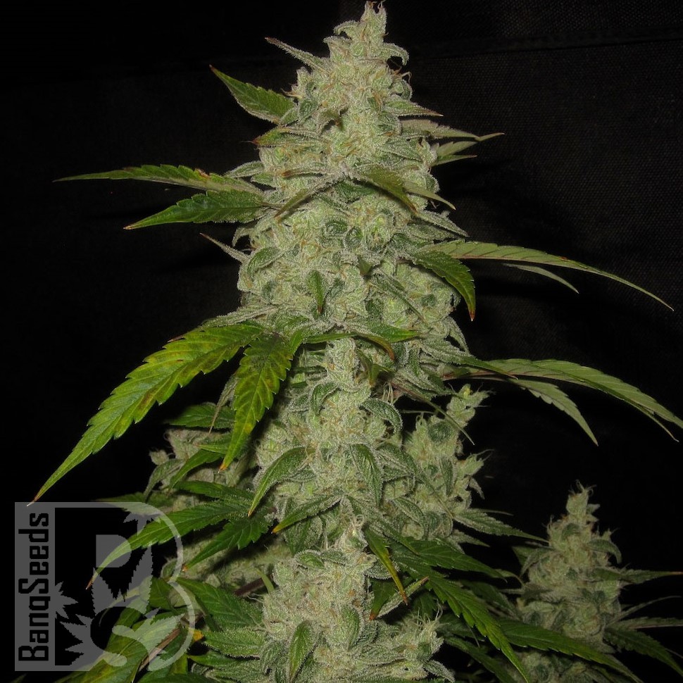 Семена марихуаны  Auto Himalaya Blue Diesel feminised Ganja Seeds