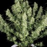 Семена марихуаны  Auto Himalaya Blue Diesel feminised Ganja Seeds