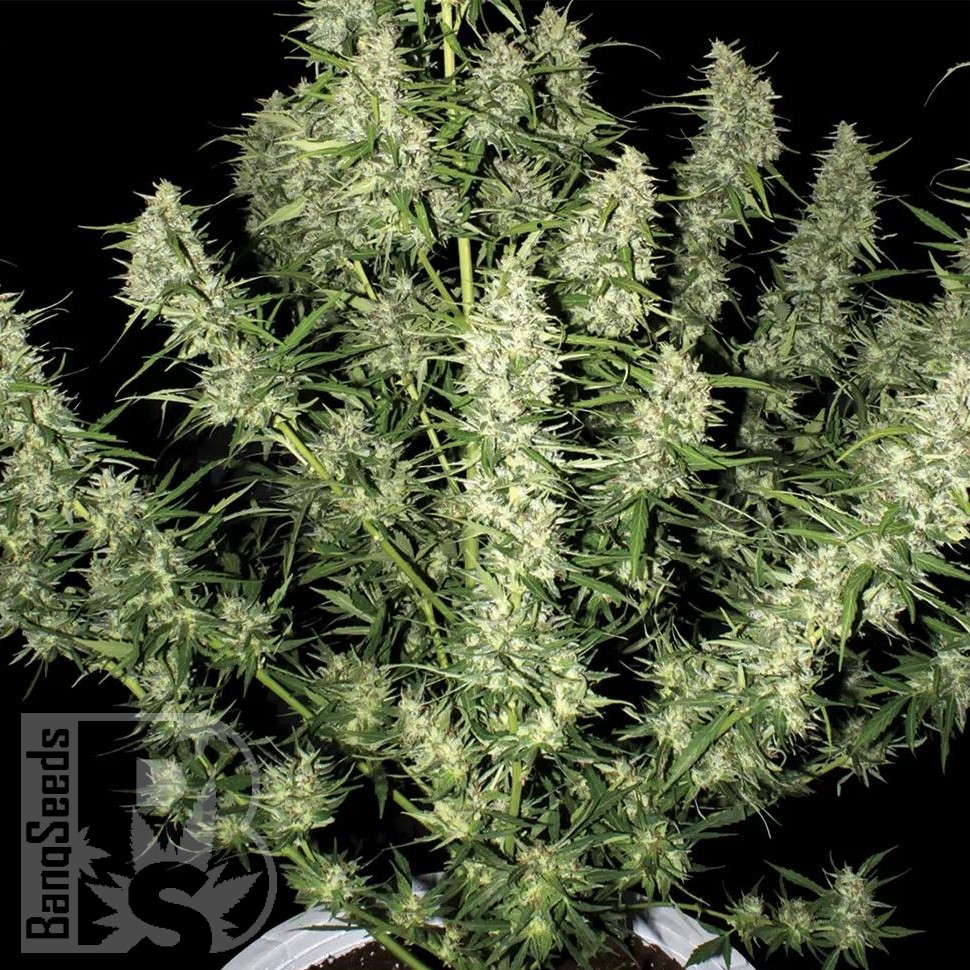 Семена марихуаны  Auto Himalaya Blue Diesel feminised Ganja Seeds
