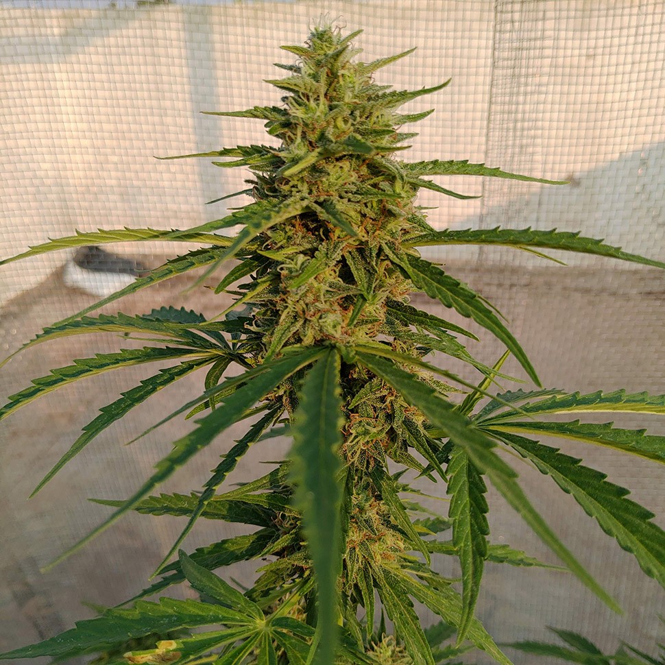 купить семена конопли дешево Auto Lennon reg