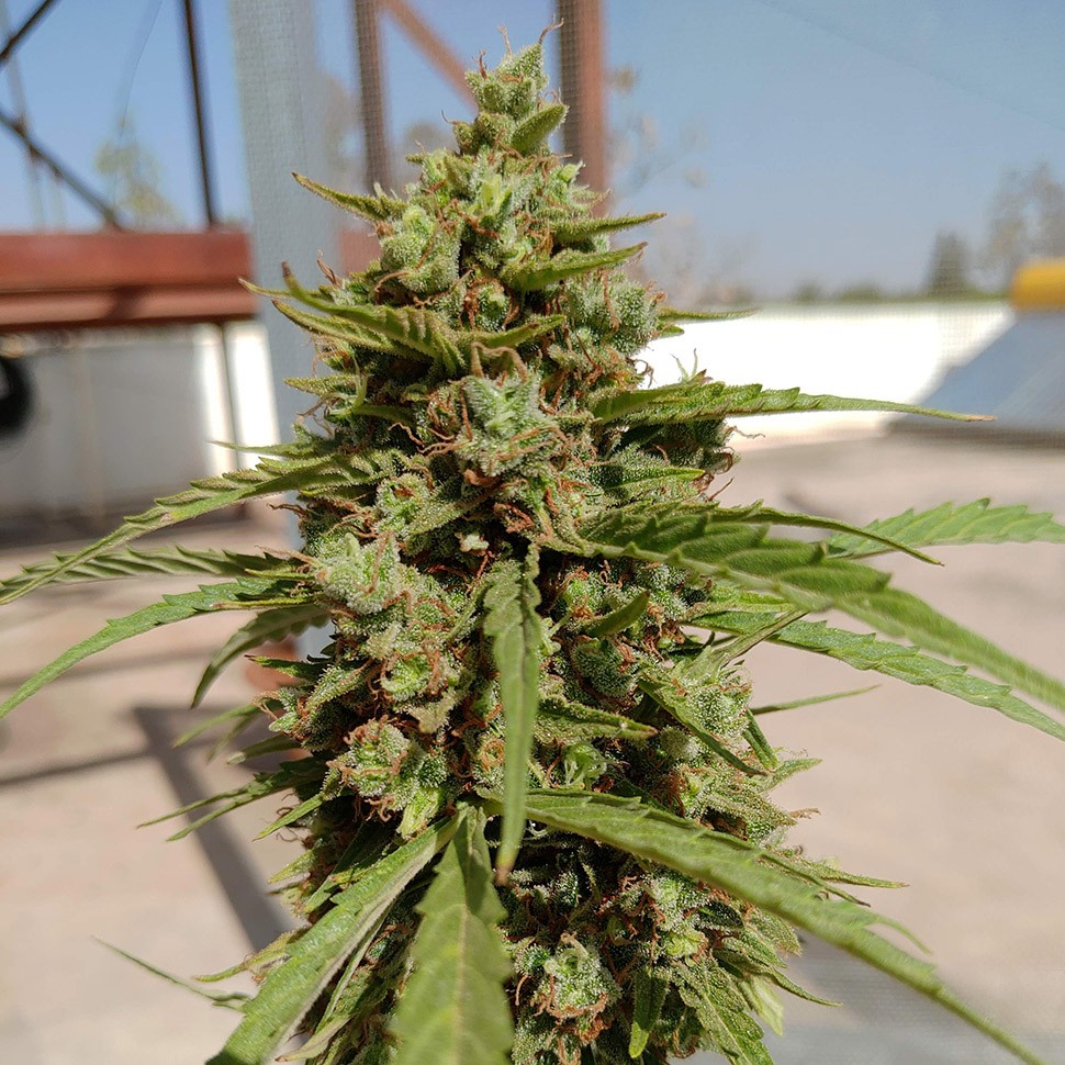 Семена марихуаны  Auto Lennon regular Ganja Seeds