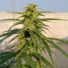 купить семена конопли с доставкой Auto Lennon reg