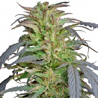 Critical Super Silver Haze feminised Ganja Seeds