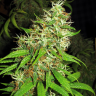 Семена  Critical Super Silver Haze feminised Ganja Seeds