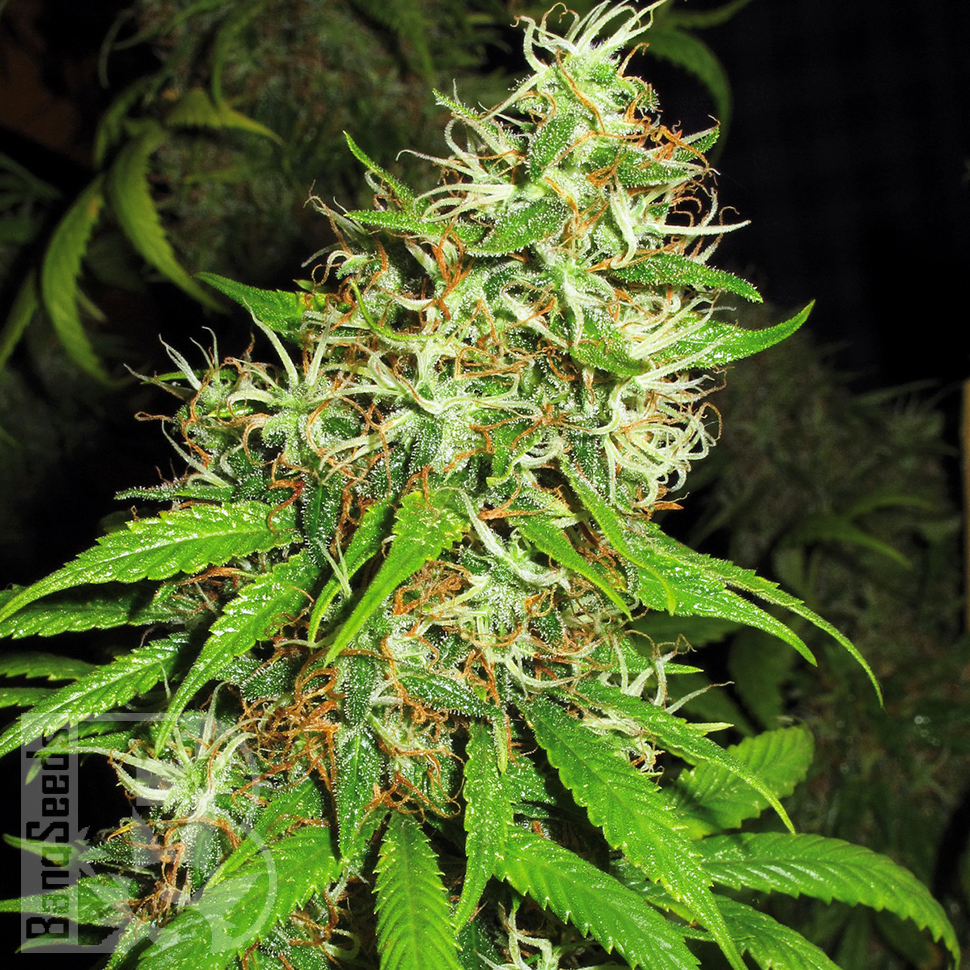 Семена  Critical Super Silver Haze feminised Ganja Seeds