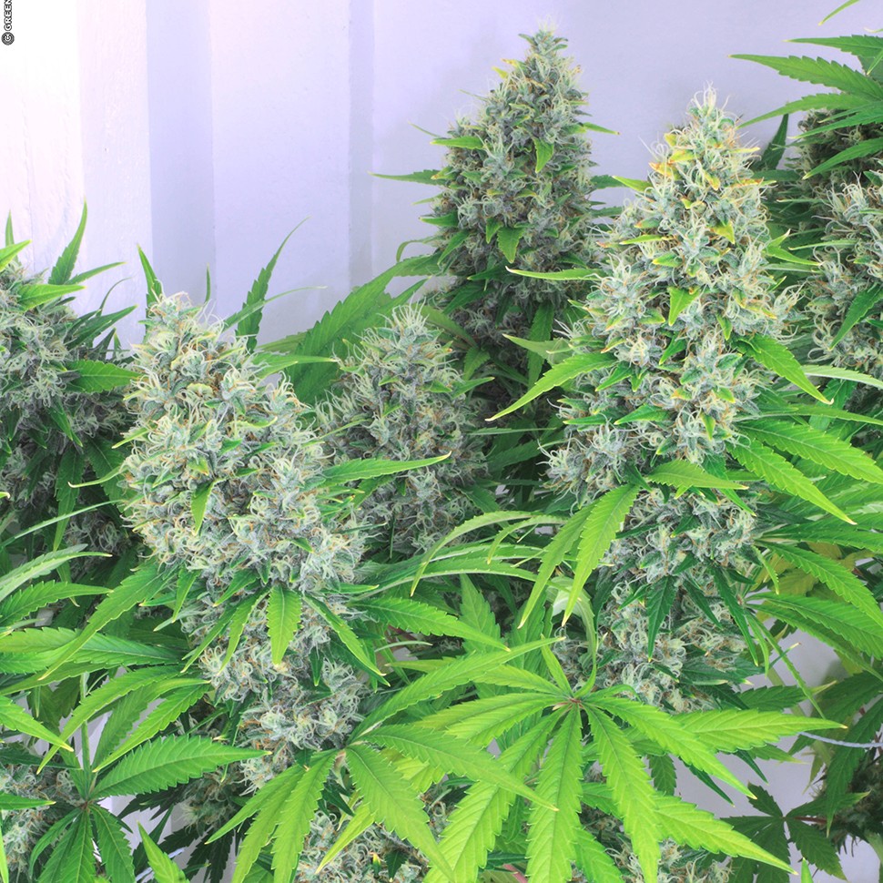 Семена ганжа  Karatal feminised Bang Seeds