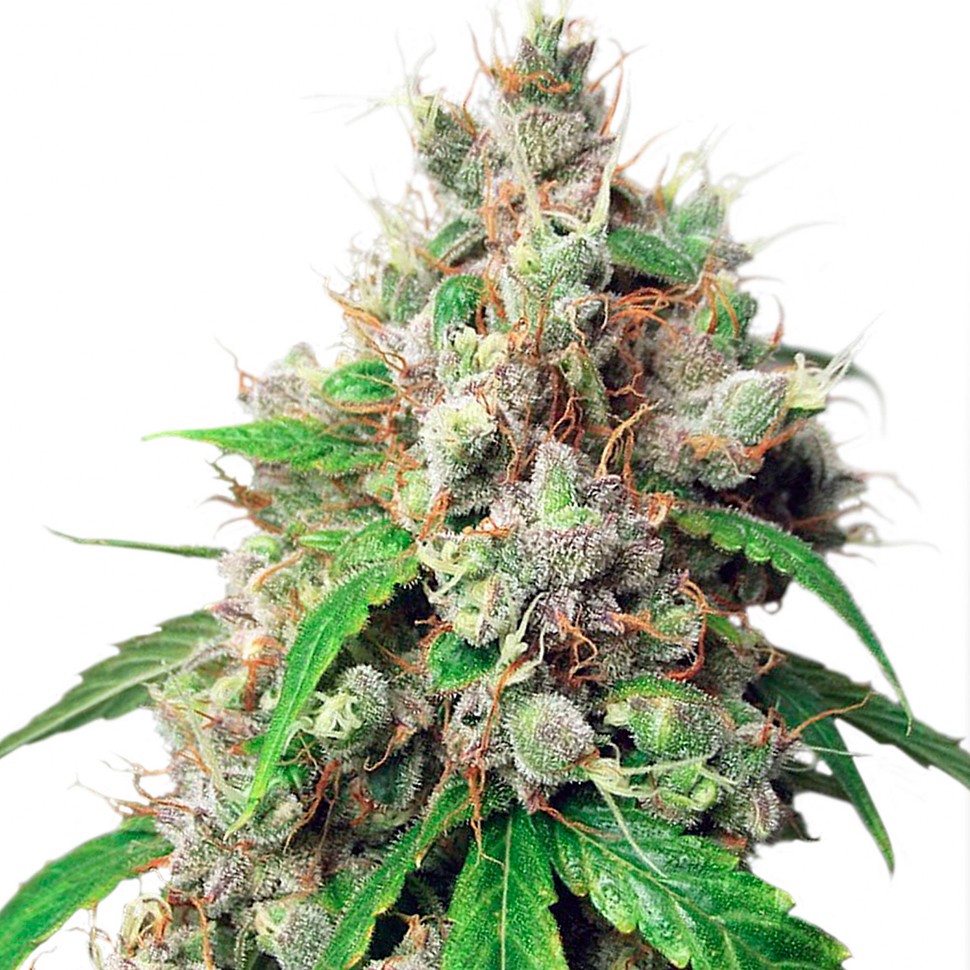 Семена марихуаны  Auto Euforia feminised Ganja Seeds