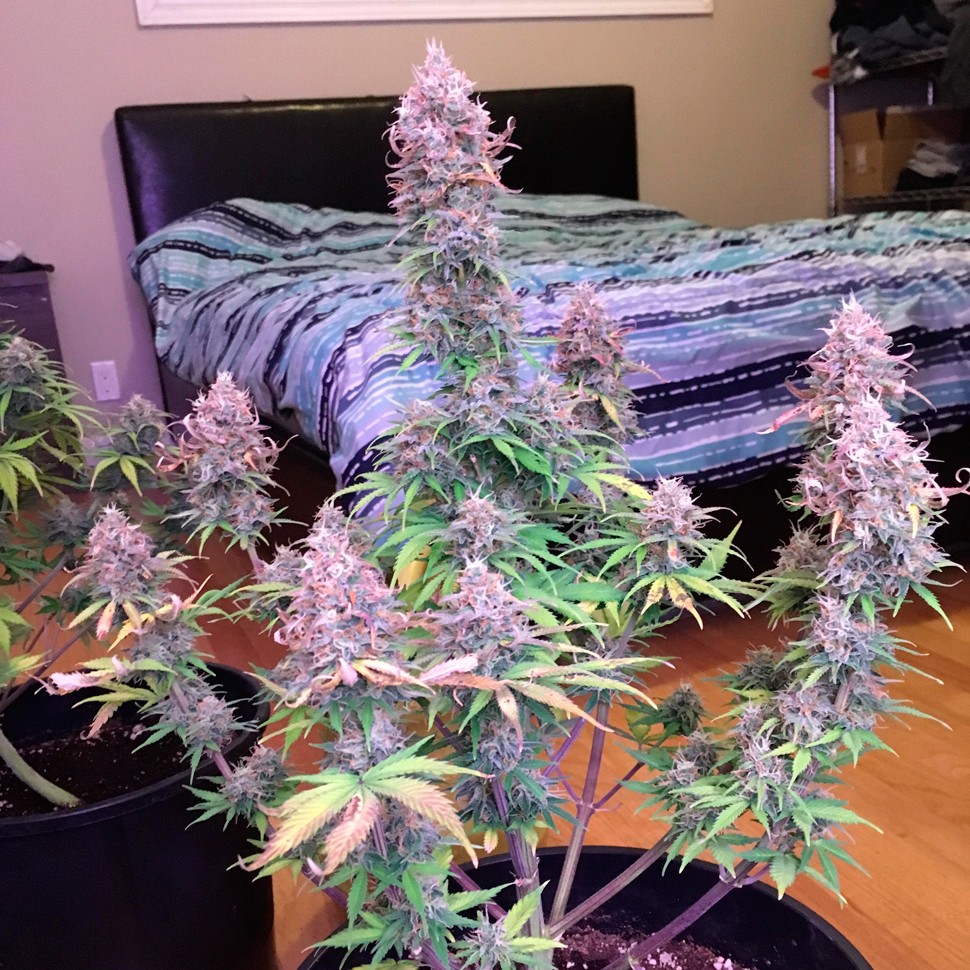 Семена марихуаны Auto Blue Mazar feminised Ganja Seeds