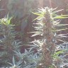 Семена конопли Auto Blue Mazar feminised Ganja Seeds