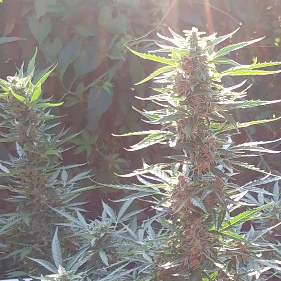 Семена ганжа  Auto Blue Mazar feminised Ganja Seeds
