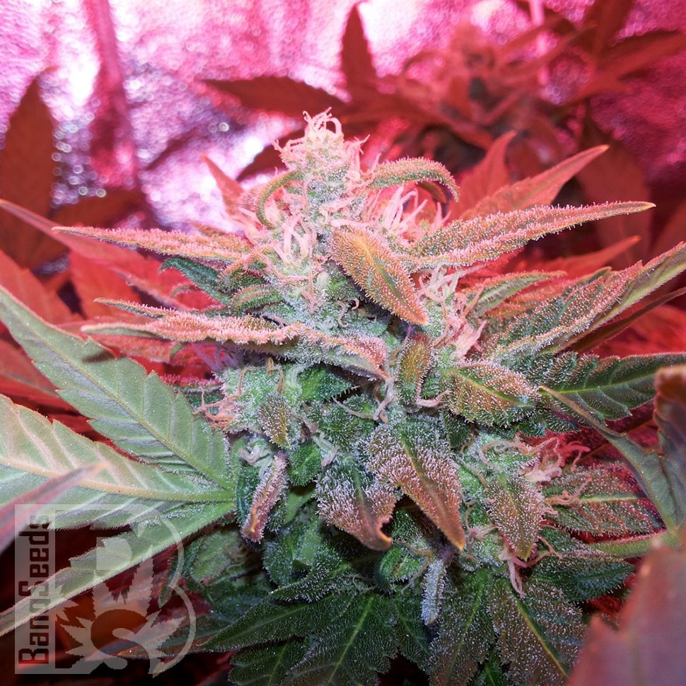 Семена марихуаны  Auto Haze 2.0 feminised Ganja Seeds