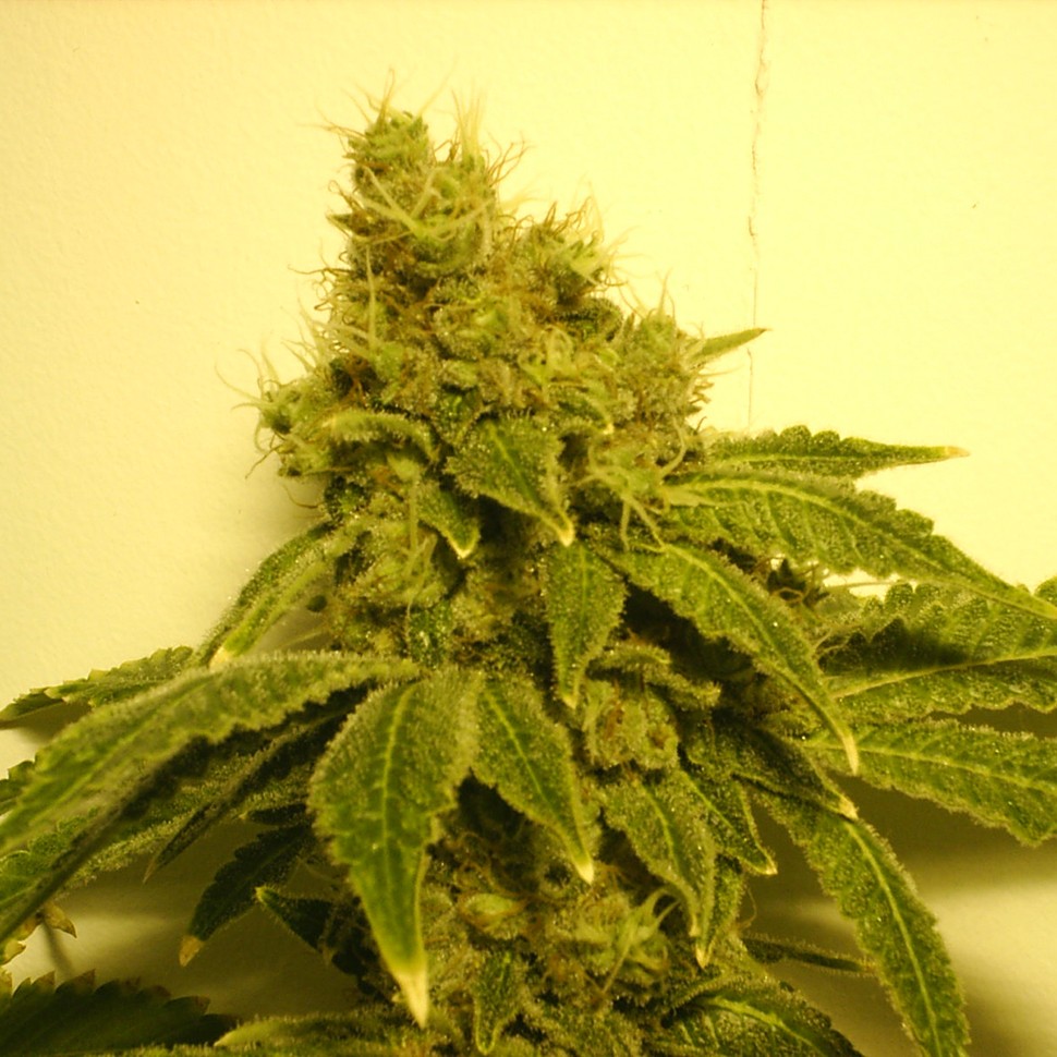 заказать семена конопли почтой White Widow feminised