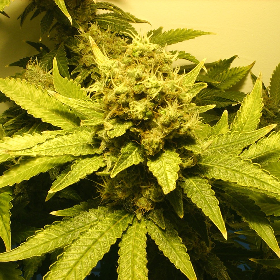 заказать качественные семена конопли White Widow feminised