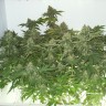 заказать хорошие семена конопли White Widow feminised