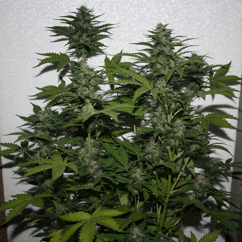 купить урожайные семена конопли White Widow feminised