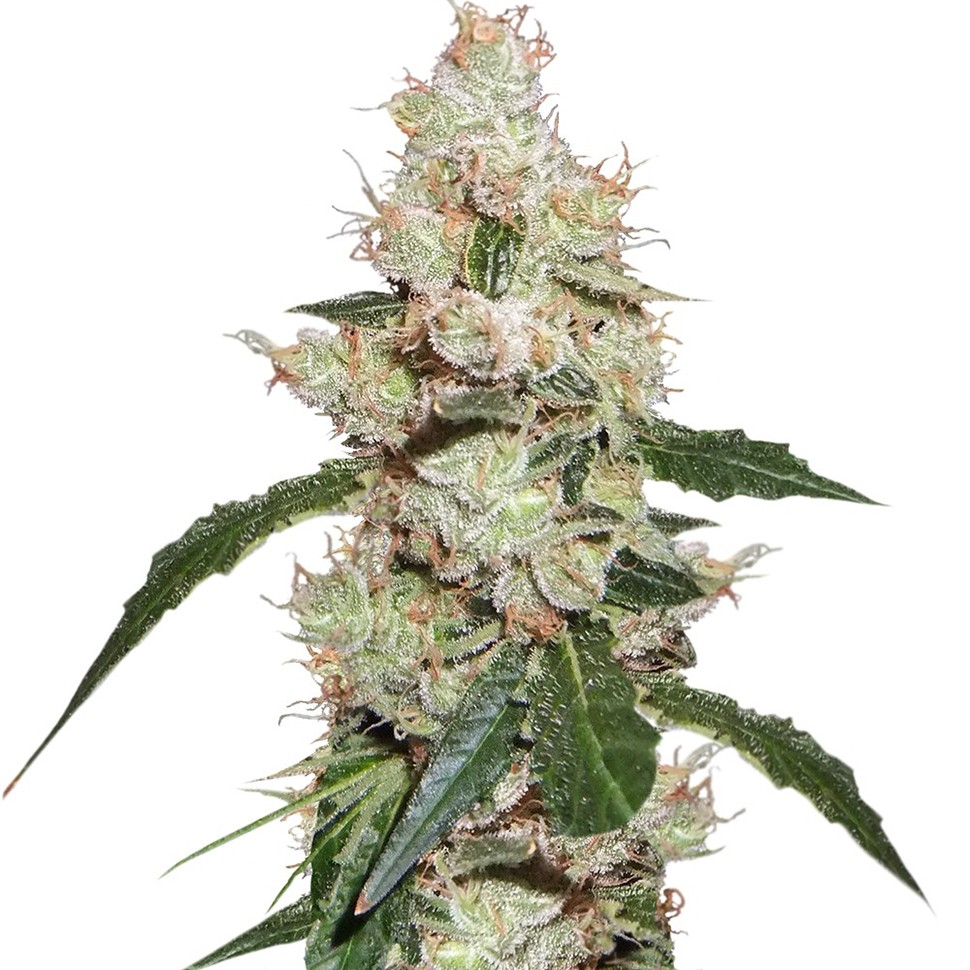 Семена каннабиса  White Widow feminised Ganja Seeds