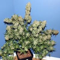 Thinker feminised Ganja Seeds