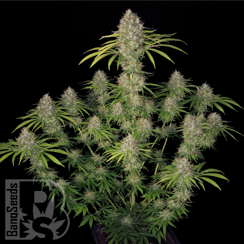 Семена конопли  Spaceman Skunk feminised Ganja Seeds