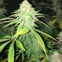 Fruity Trips feminised Ganja Seeds
