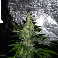 Mazar x Euforia (Magicon) regular Ganja Seeds