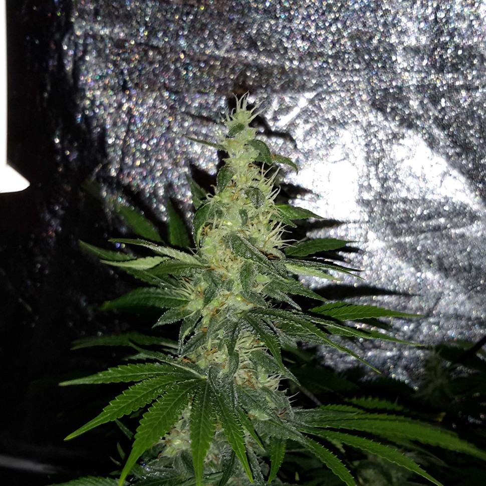 Семена  Mazar x Euforia (Magicon) regular Ganja Seeds