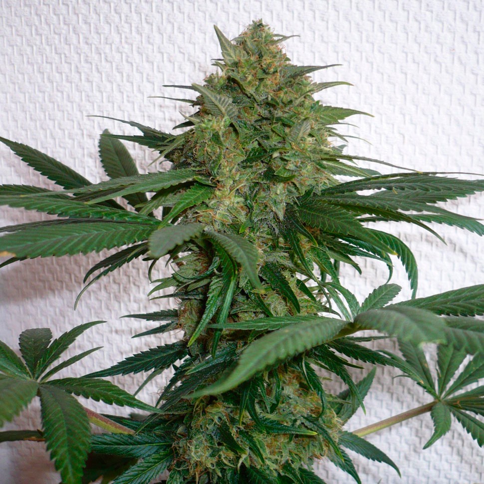 Семена каннабиса  Auto Mohan Ram feminised Ganja Seeds