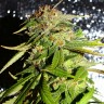 Семена конопли Auto Mohan Ram feminised Ganja Seeds