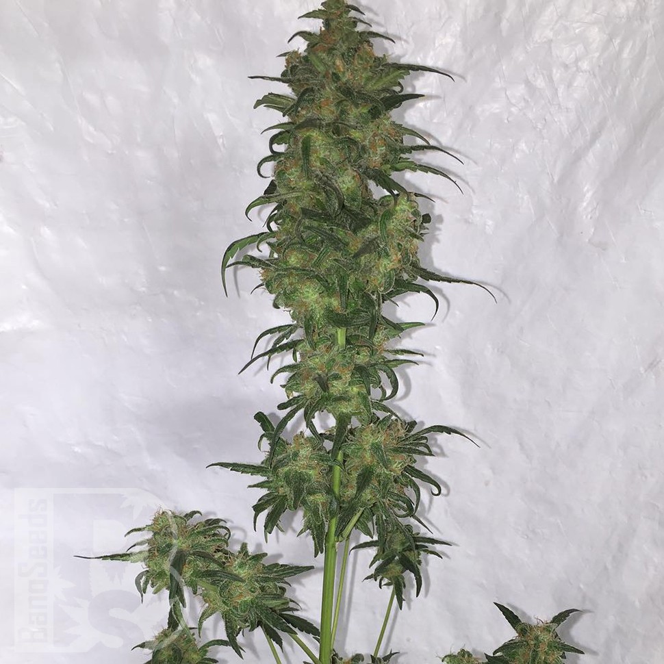 Семена  Auto Green Crack feminised Ganja Seeds