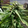 Himalaya Gold feminised Ganja Seeds