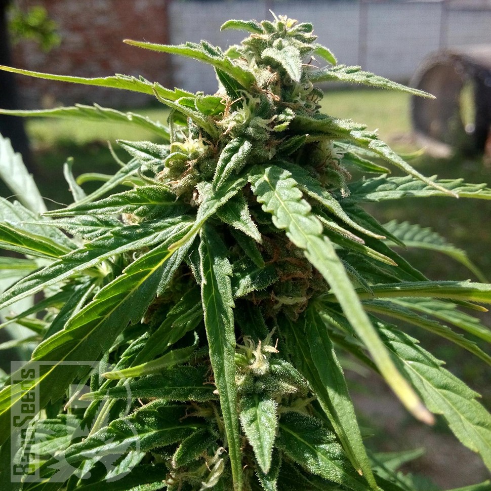 Himalaya Gold feminised Ganja Seeds