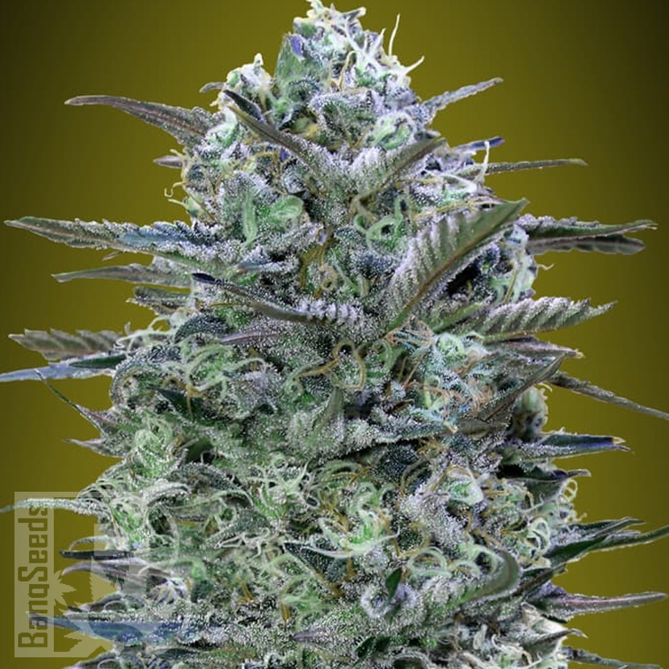 Himalaya Gold feminised Ganja Seeds