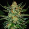 Семена  Grapefruit CBD feminised Ganja Seeds