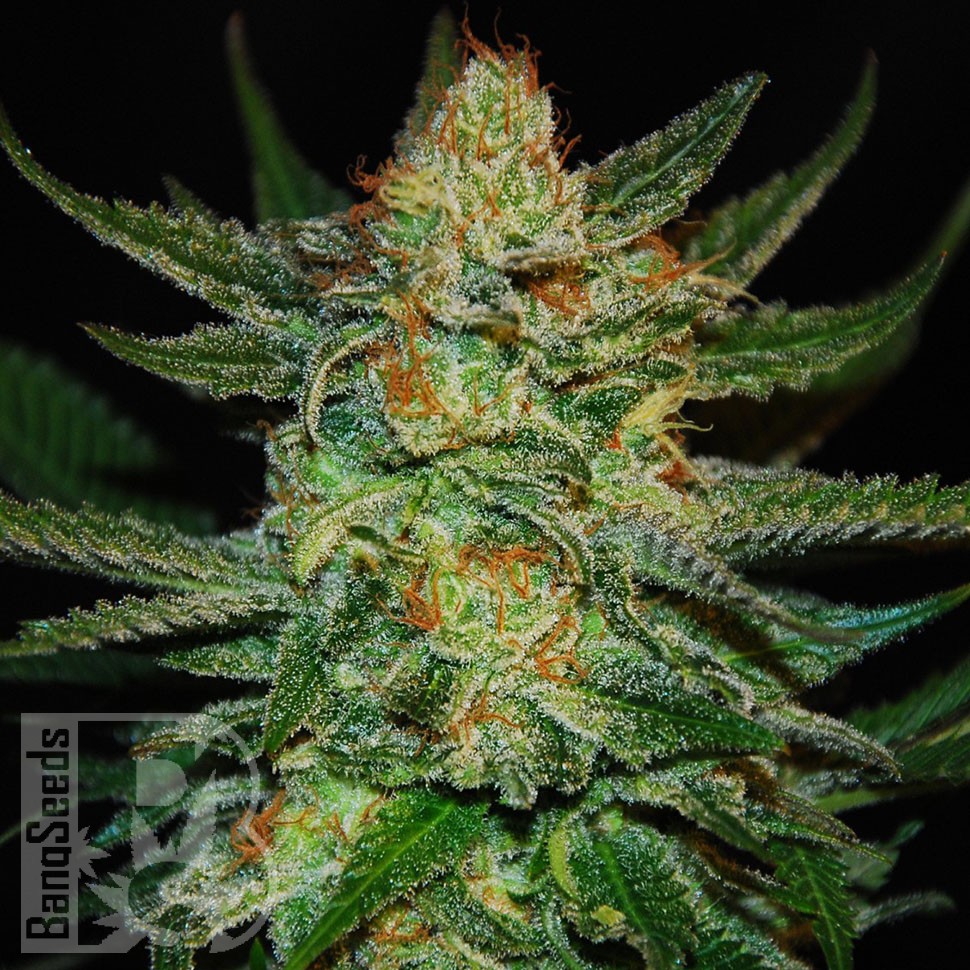 Семена  Grapefruit CBD feminised Ganja Seeds