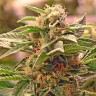 Семена  Grapefruit CBD feminised Ganja Seeds