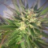 Семена  Grapefruit CBD feminised Ganja Seeds