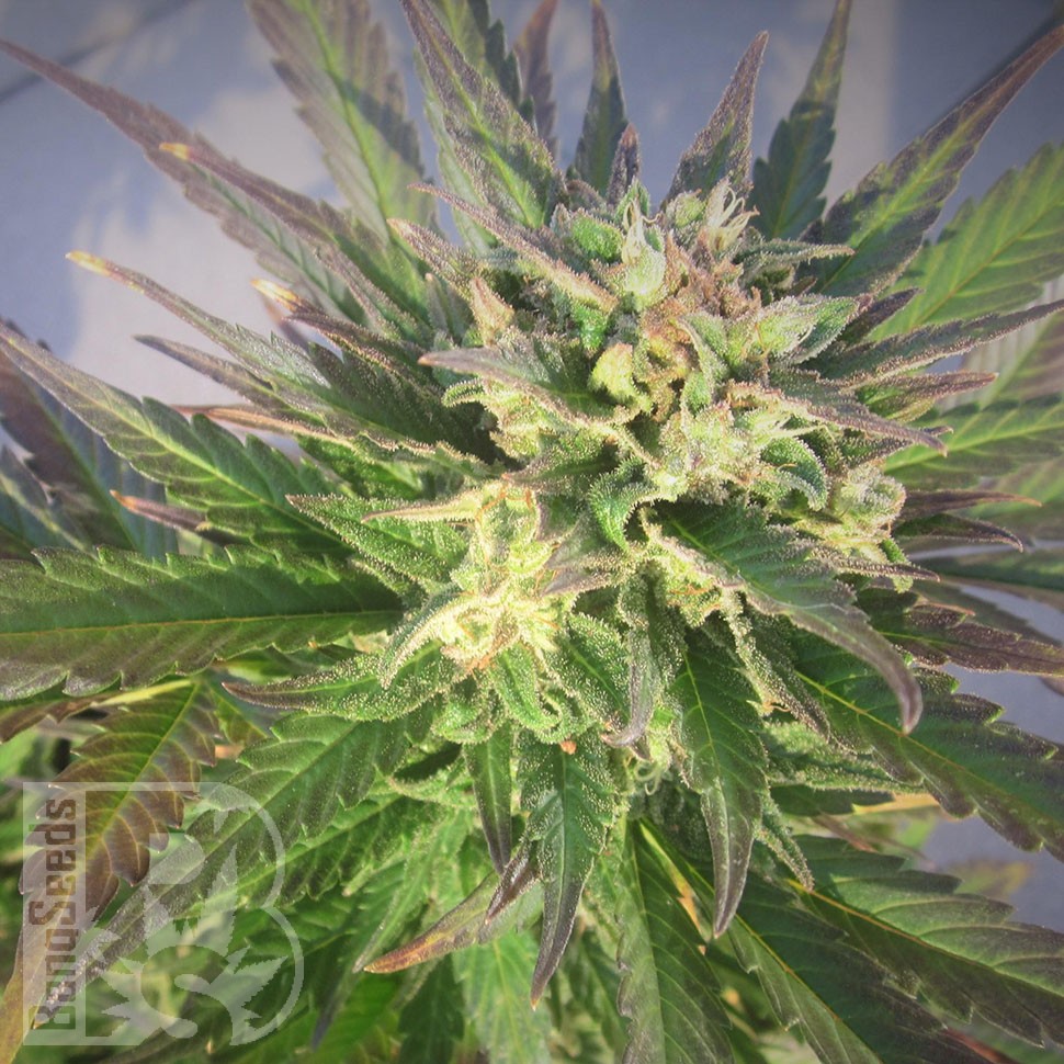 Семена  Grapefruit CBD feminised Ganja Seeds