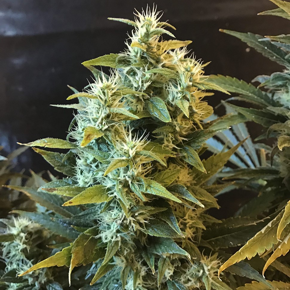 Семена ганжа  Power Africa feminised Ganja Seeds