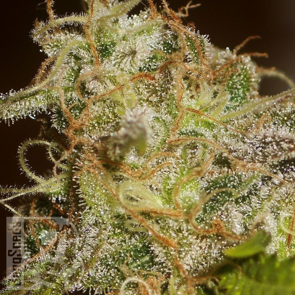 Семена ганжа  Power Africa feminised Ganja Seeds