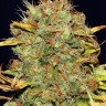 Семена ганжа  Power Africa feminised Ganja Seeds
