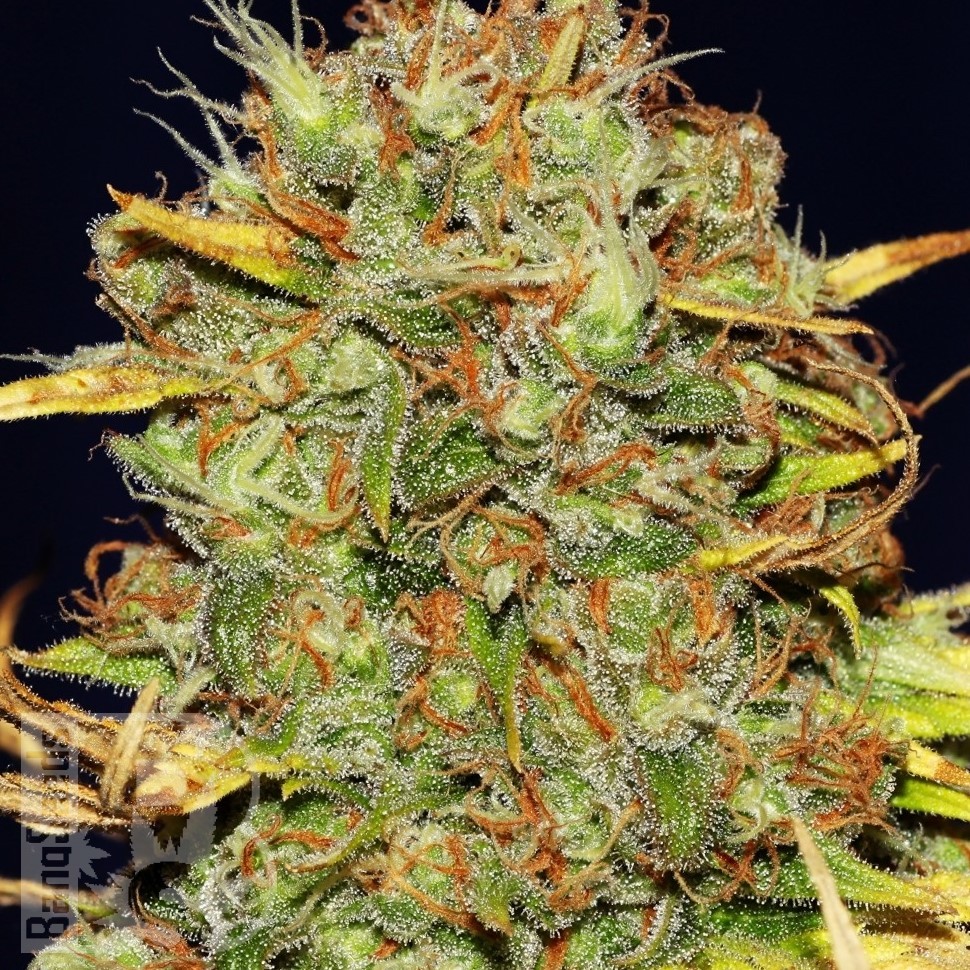 Семена ганжа  Power Africa feminised Ganja Seeds