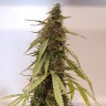 купить семена конопли феминизированные Auto New York Diesel feminised