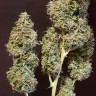 семена конопли скороспелый купить Auto New York Diesel feminised