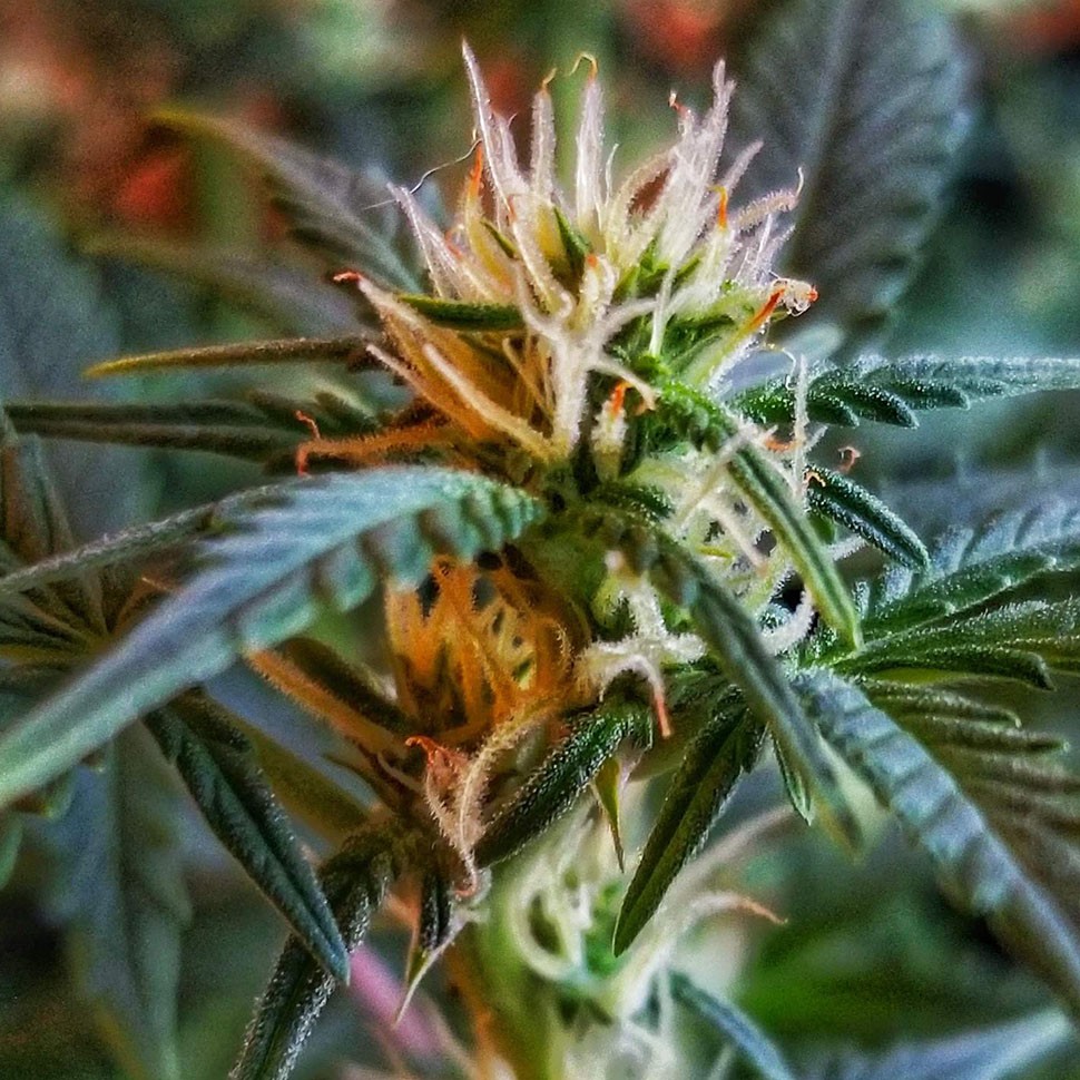 купить семена конопли для выращивания Auto New York Diesel feminised