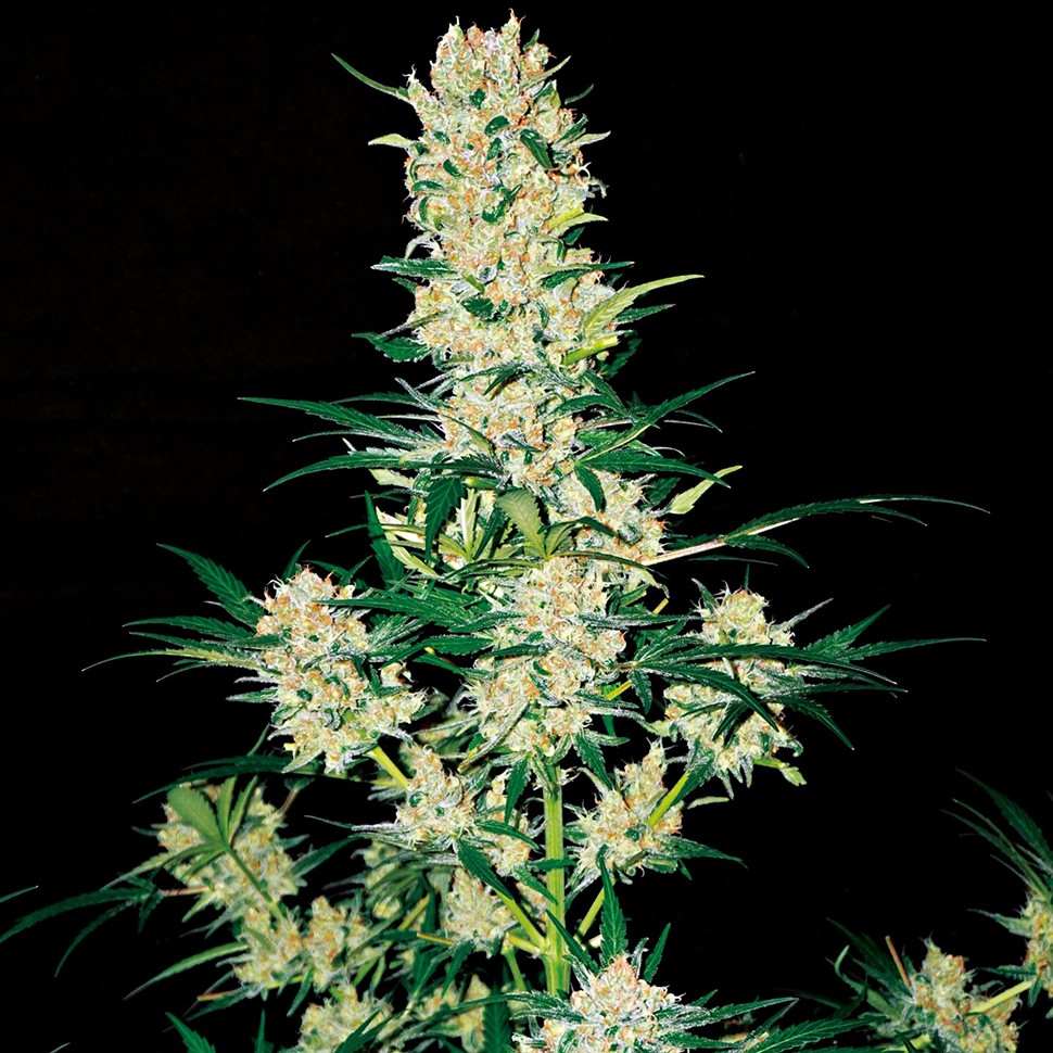 Семена марихуаны  Khan Tengri feminised Bang Seeds