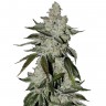 Семена марихуаны  Khan Tengri feminised Bang Seeds