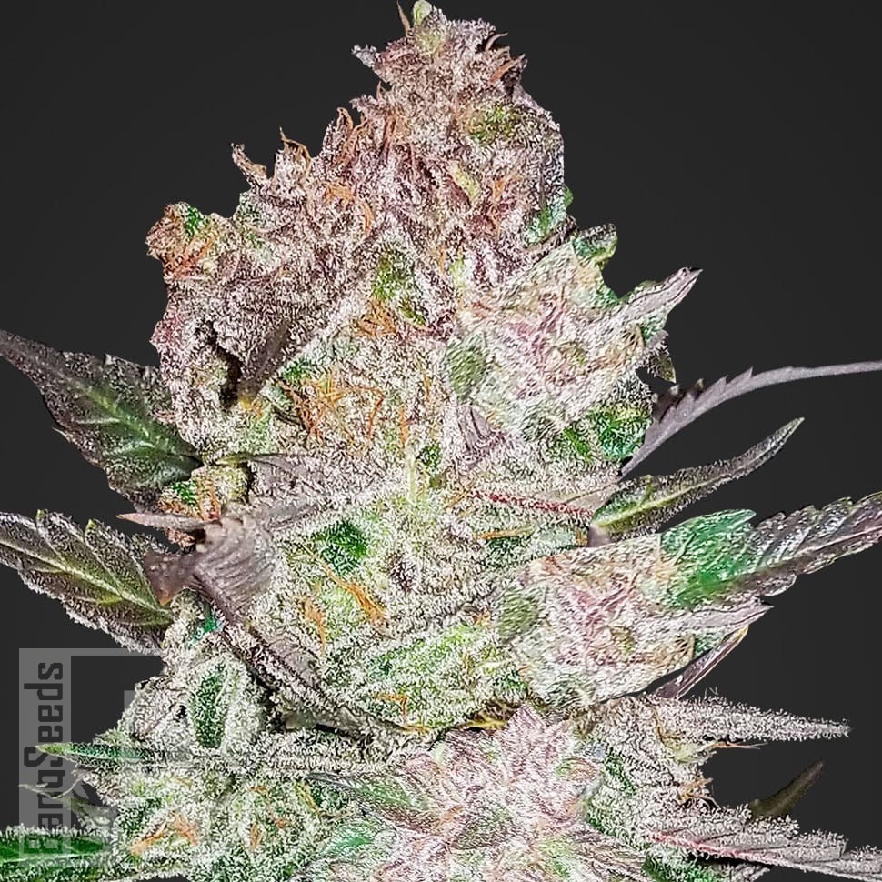 Семена марихуаны  Khan Tengri feminised Bang Seeds